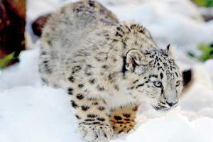 Snow leopard chases deer on rocky terrain in chilling video