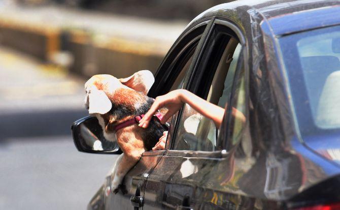 In photo: A dog enjoying a car ride at Charni Road amid coronavirus crisis.