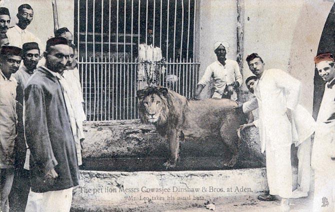 Postcard captioned "Mr Leo takes his usual bath". The Adenwallas were gifted the African lion as a pet cub by one of their sea trading partners. Pics Courtesy/Bombaywalla Historical Works