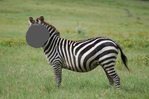 Netizens come up with hilarious names in this 'Guess the animal' post