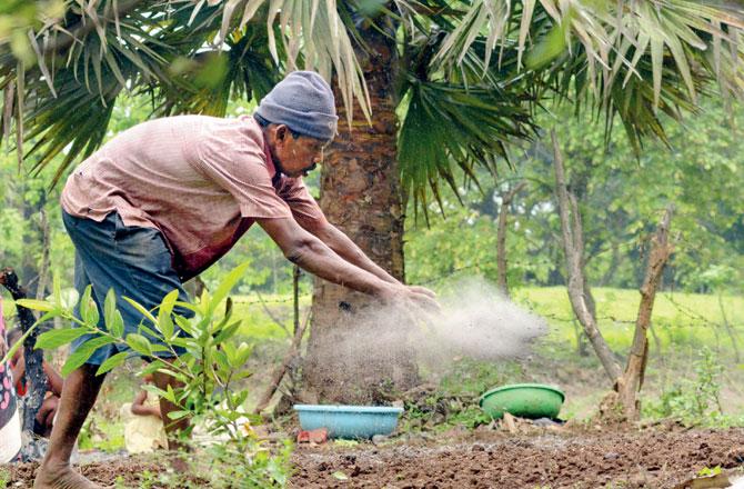 A tribal in Aarey colony works at his farm. Pic/Satej Shinde