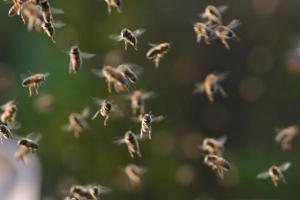  Kerala man spends over 4 hours with head covered in 60,000 bees