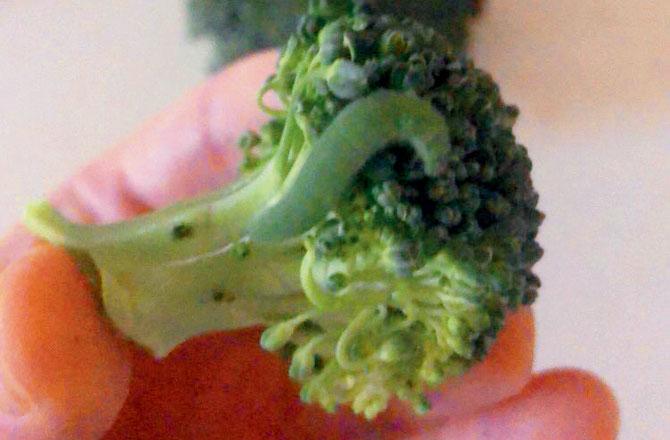 The second time Sam bought veggies, he found five more caterpillars in his broccoli. Pics/@samd_official, Twitter