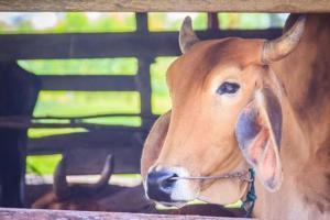 After elephant, cow killed with firecracker-laced ball, one arrested