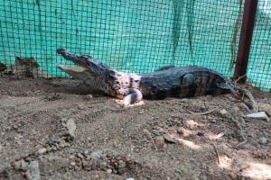 Crocodile rescued from Aarey colony, second rescue in 2 weeks