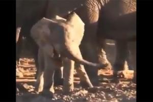 Viral video shows baby elephant playing with its trunk
