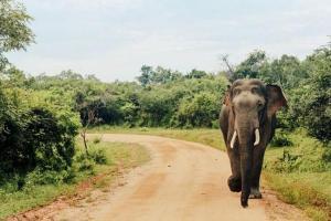 Pregnant elephant's death: Two in custody of Kerala forest department