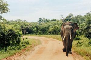 Kerala to track down mastermind behind death of pregnant elephant