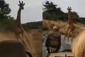 Viral video: Giraffe charges towards tourist vehicle and chases it