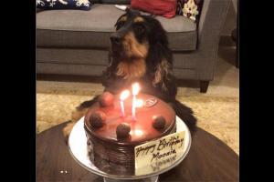 Lockdown Diaries: Poonam Mahajan celebrates birthday of her pet dog