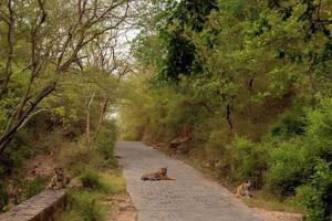 Ranthambore National Park: When Tigers Cause Roadblocks