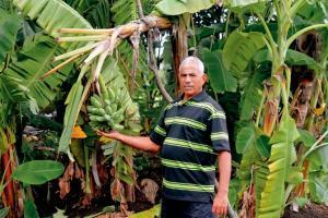 Here's how the lockdown came as blessing for Vasai's banana farm
