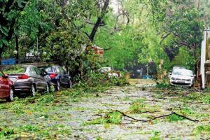Cyclone Nisarga spares humans and animals, but destroys trees in Mumbai
