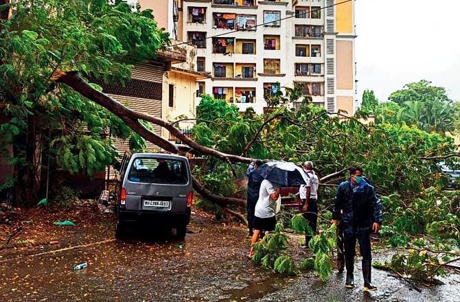 An uprooted tree completely crushes a parked car in Navi Mumbai