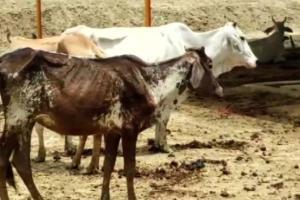 Cow injured after being fed 'explosive-mixed' food in Madhya Pradesh
