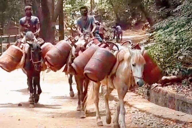 Locals say now there is restriction on the number of gas cylinders a horse can carry