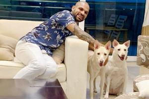 Shikhar Dhawan welcomes new family members, adopts desi dogs