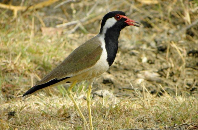 A red-wattled lapwing. Pic courtesy/Nandkishor Dudhe, BNHS
