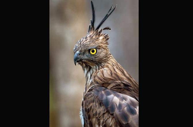 Crested Hawk by Hira Punjabi