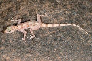 Researchers find three new gecko species in Western Ghats