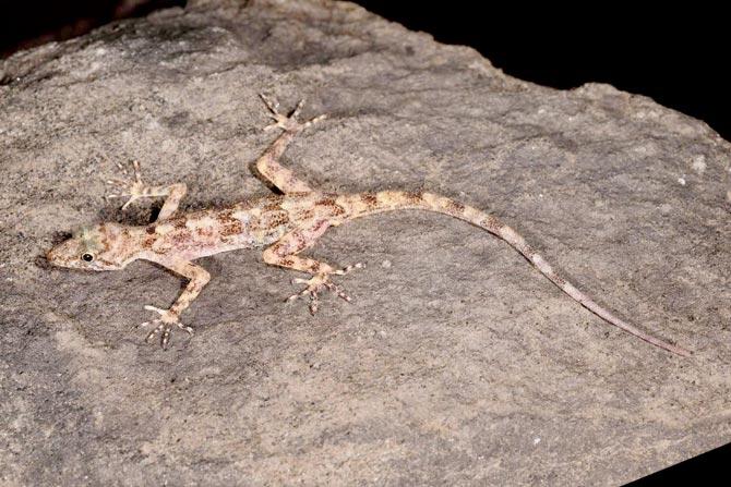 Cnemaspis yelagiriensis or the Yelagiri dwarf gecko