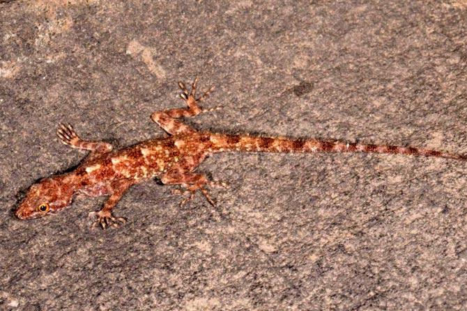 Cnemaspis graniticola or the Horsley dwarf gecko 