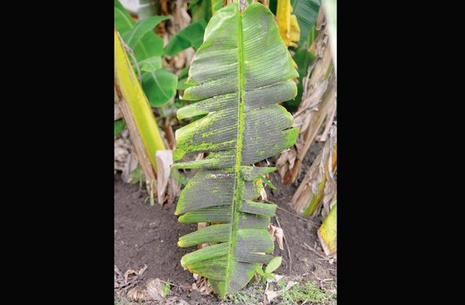 Fargose says the fungi leaves black spots on the plantain which inhibit the photosynthesis process and hamper the health of the plant. Pics/Hanif Patel