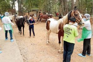 Officials allow tempo to ferry LPG cylinders in Matheran