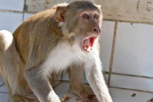 Maharashtra govt allows capture of rhesus monkeys for vaccine research