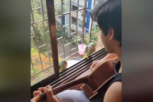This Mumbai guitarists impromptu gig with parrots wins hearts online