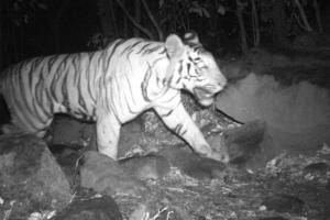 Maharashtra reserves forest to conserve tigers, elephants and leopards