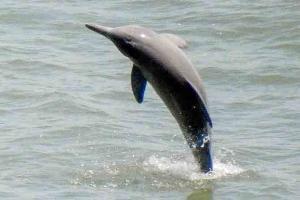 Mumbai's dolphins make a splash