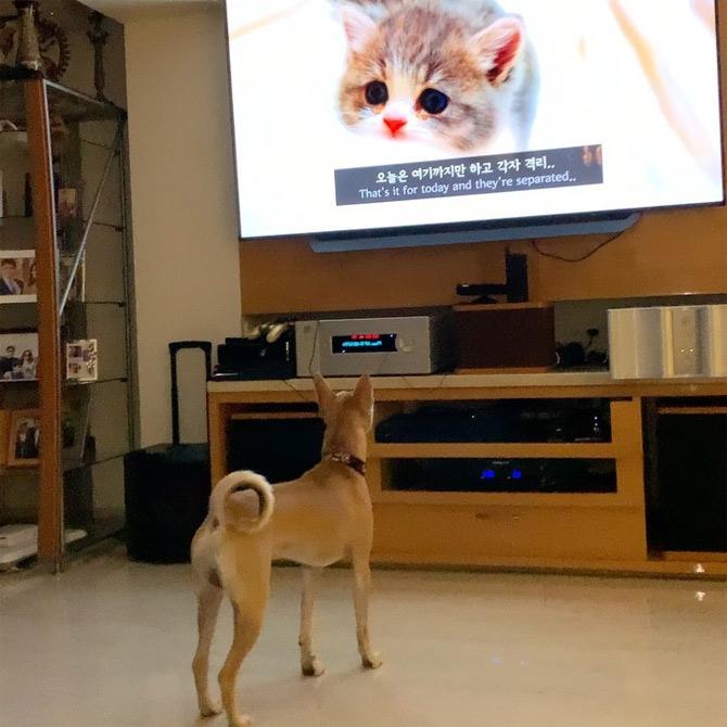 As the lockdown days started at the time of Gudi Padwa, on March 25, 2020, people celebrated the festivities at home. In one of the posts by Shriram Nene, he shared his pet watching the television. 