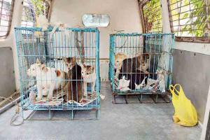 Coronavirus outbreak: Over 2 dozen cats moved from Kasturba Hospital