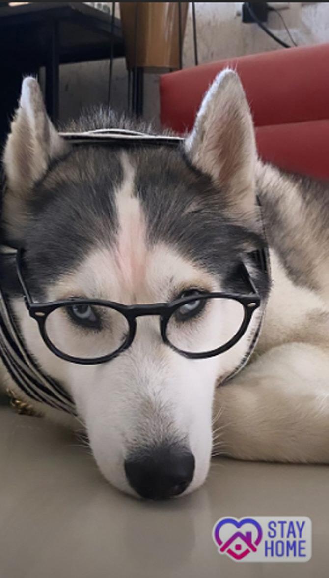 The 31-year-old actor-turned politician has been spending her quarantine time with her pet dogs, Chickoo and Max. While sharing this picture as her Instagram story featuring her pet dog Chickoo, Mimi wrote: Stay home!