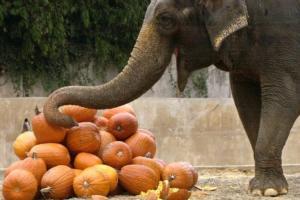 72-year-old elephant gifted to US by India euthanised at Washington zoo