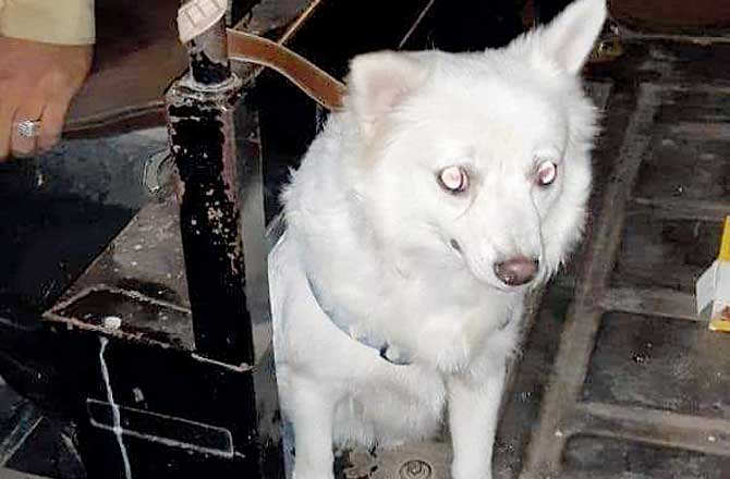 An abandoned Japanese Spitz (popularly known as Pomeranian) found in Goregaon East