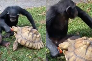 Chimpanzee sharing an apple with a tortoise will melt your heart!