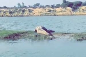 Viral video shows a crocodile moving amidst Chambal river sanctuary