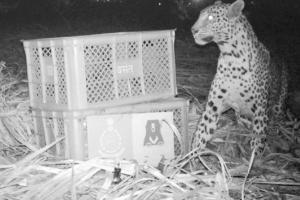8-week-old leopard cub successfully reunited with its mother in Junnar