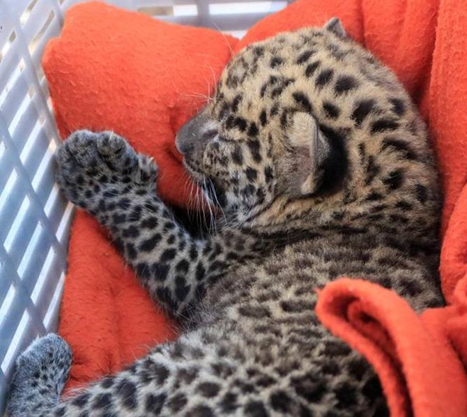 Cub-Leopard