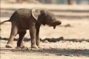 Viral video of baby elephant taking first steps leaves netizens amused