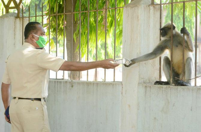 A policeman feeds a monkey in Karad, Satara district. Pic/PTI