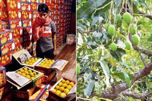 Konkan's Alphonso farmers brace up for severe losses