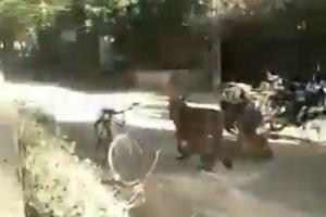 Here's how people reacted when a lion charged towards them in Gujarat