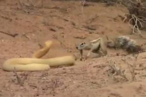 Viral video shows daring Squirrel take on a cobra to save its babies
