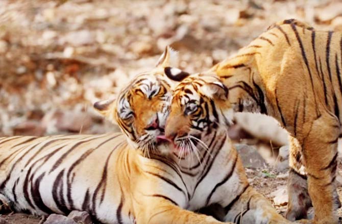 The video features stunning visuals of tigers