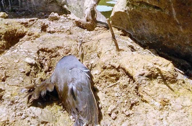 A dead bird
