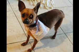 Man on self-isolation gets pet dog to help him buy snack from store