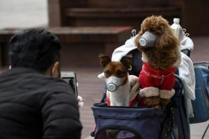 Pet dog infected with Coronavirus, Hong Kong authorities confirm case